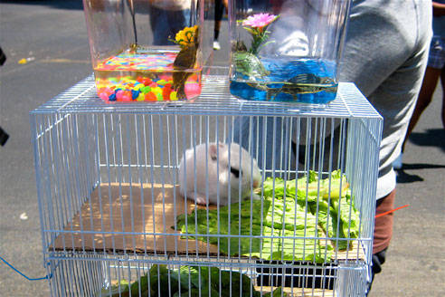 Illegal Rabbit Sales