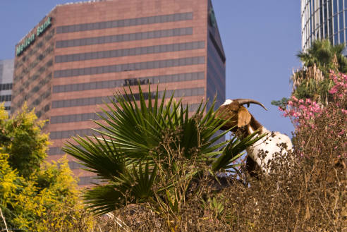 Goats at Angels Knoll